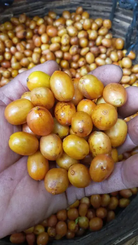 Finca Nejapa Yellow Pacamara Honey