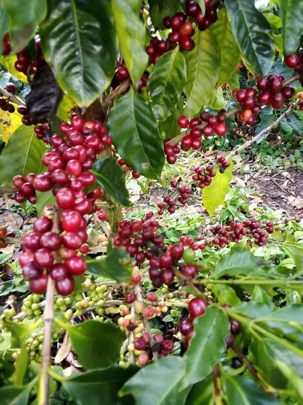 Honduras Cerro Azul Ethiosar