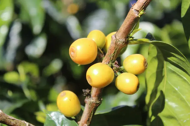 Honduras Yellow Pacas