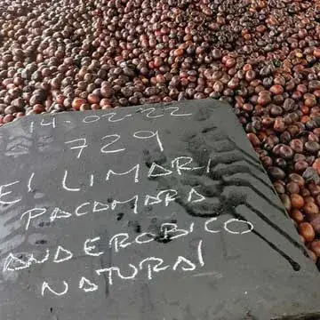 El Salvador El Limar Anaerobic Pacamara