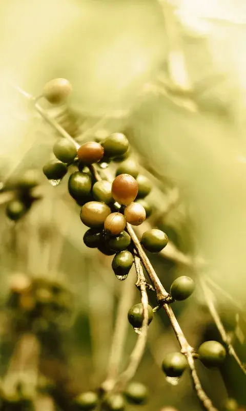 Las Acacias