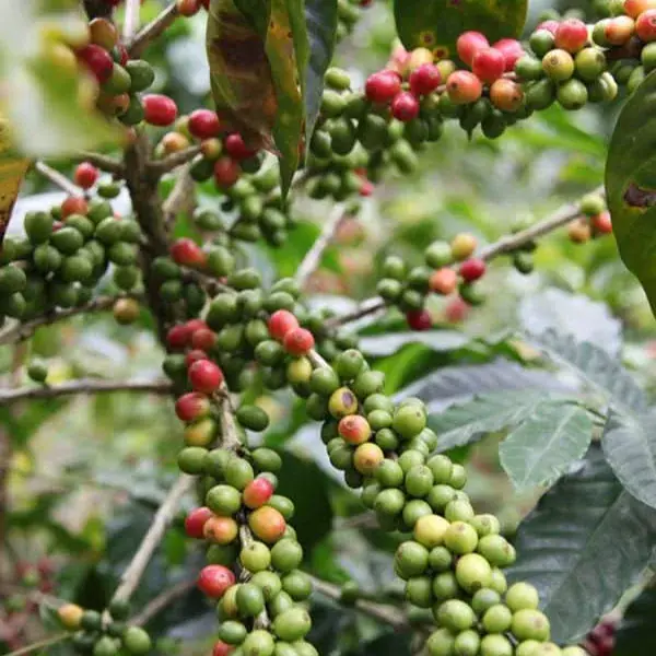 Espresso Bio