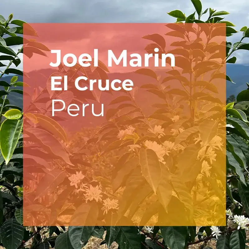 El Cruce Anoxic Natural Gesha