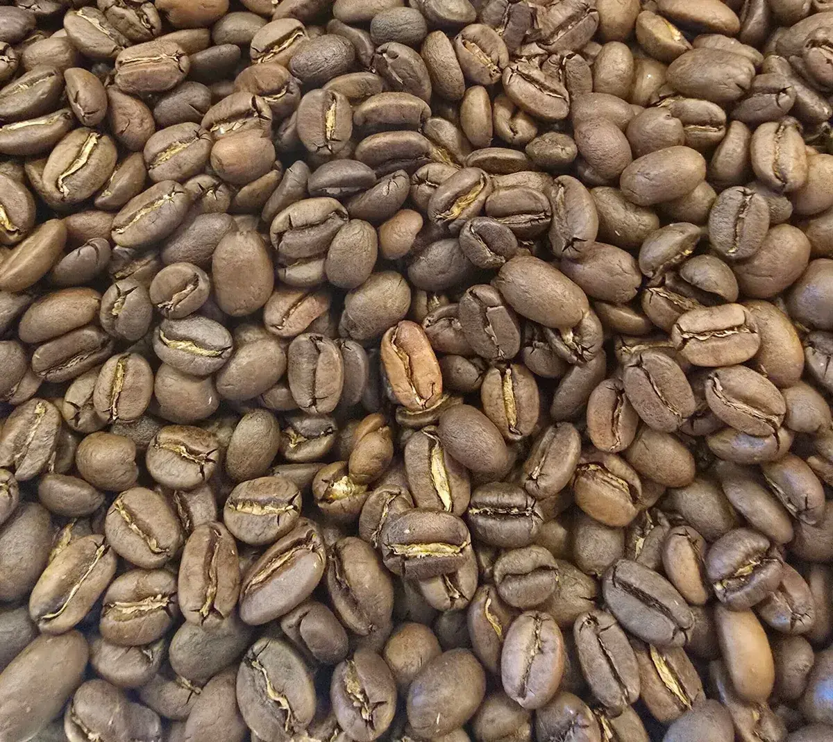Sulawesi Kalossi Toraja