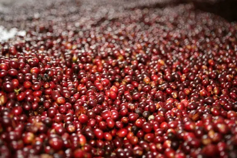 Mexico Decaffeinated Full Roast