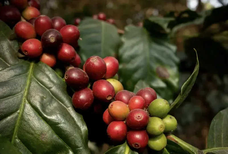 Colombia Atunkaa Sugarcane Decaf
