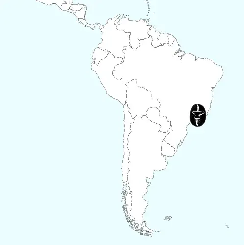 Brazil Yellow Bourbon Natural