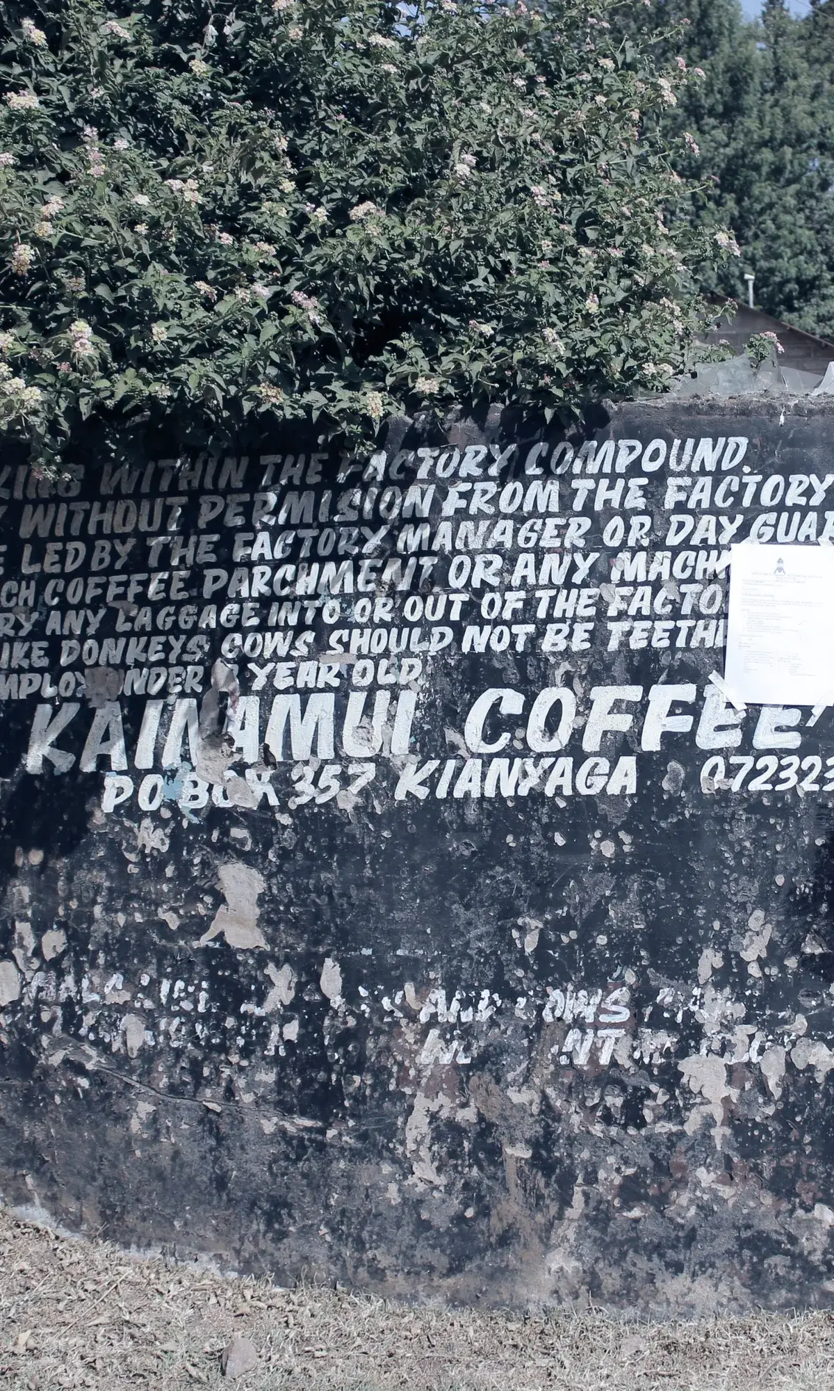 Kainamui (2024)