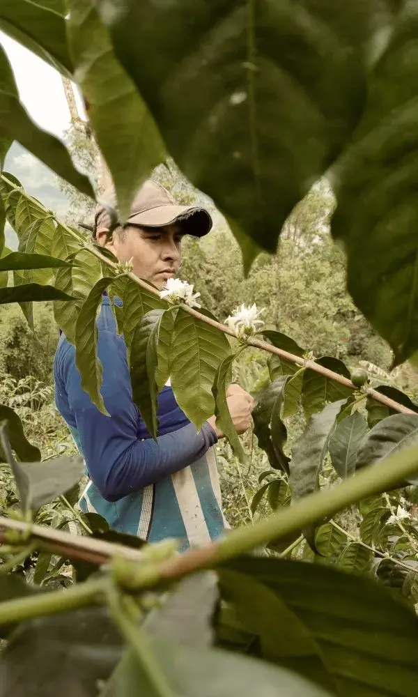El Laurel