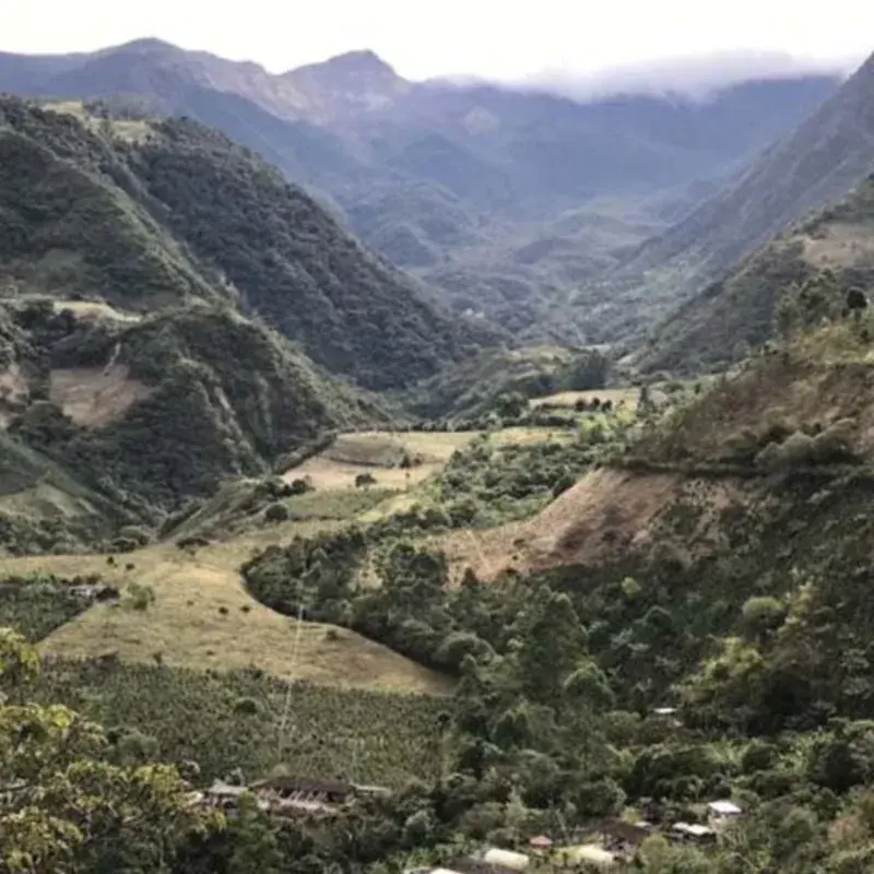 Colombian La Manuela Estate