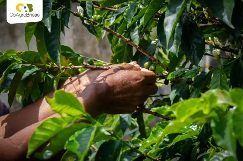 Colombia Women's Project COAGROBRISAS