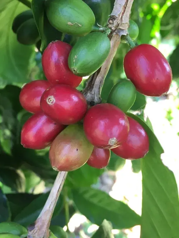 Kona Maragogype Natural