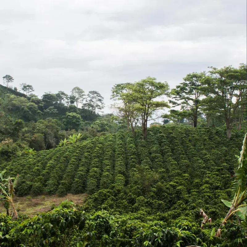 Popayan Decaf