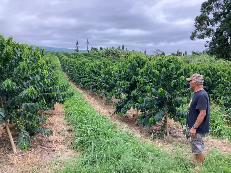 Hawaii Ka‘ū Bourbon Anaerobic Natural