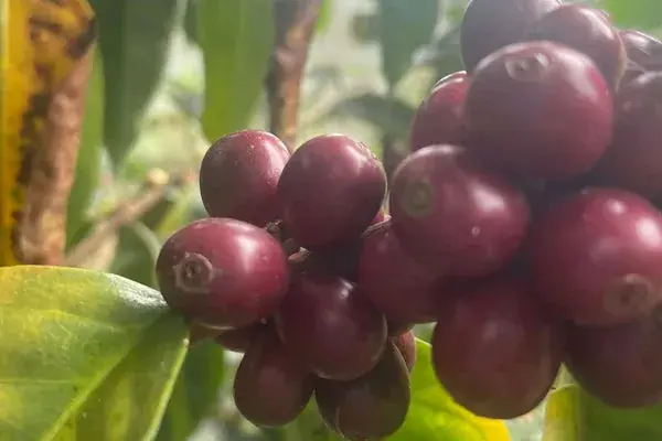 Mamaruntu Bourbon