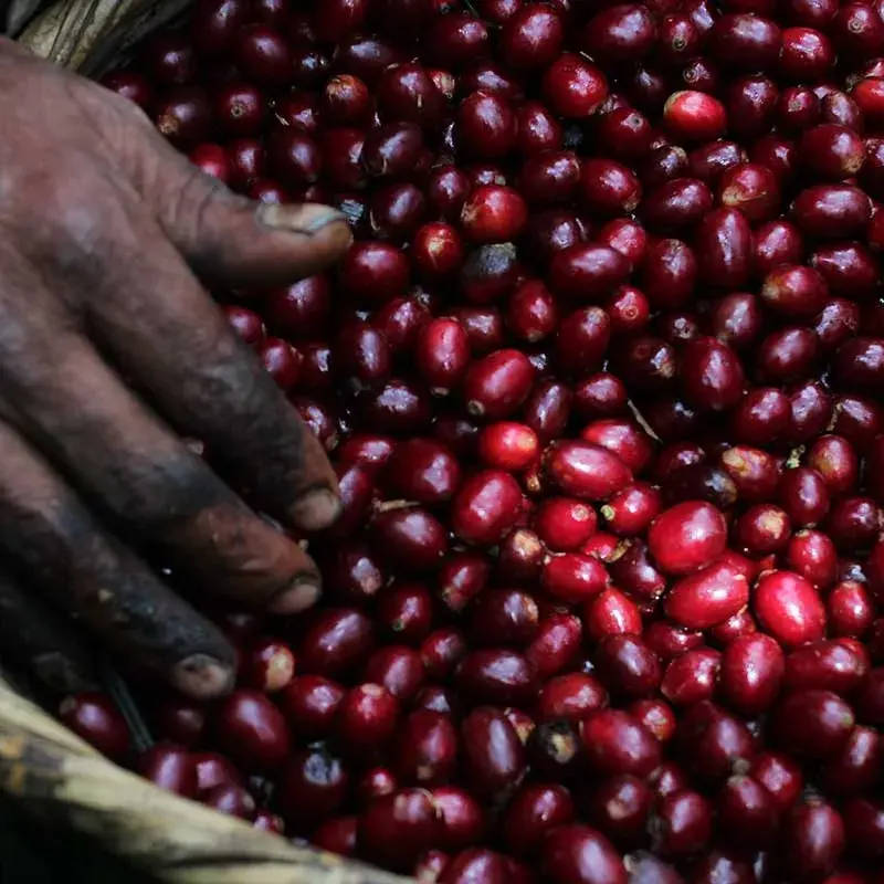 El Salvador Purple Pacamara
