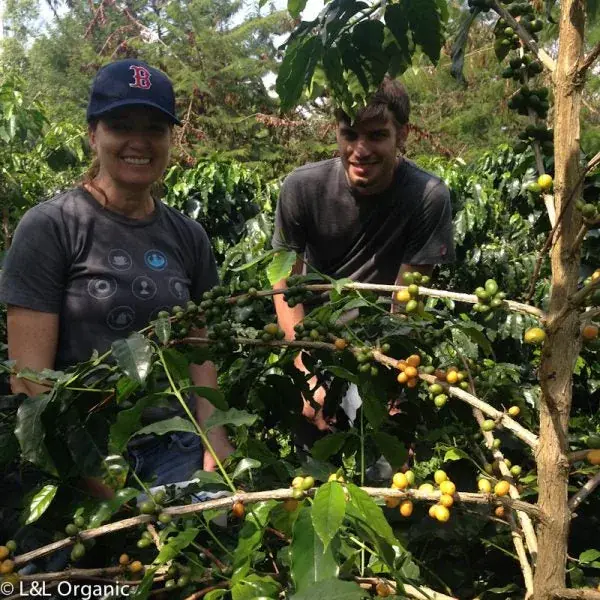 Sumatra Yellow Bourbon