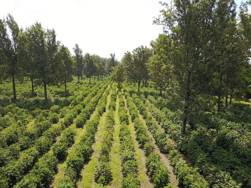 Tanzania Mondul Estate