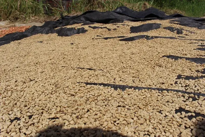 Colombia Finca Hoyo Frío. Peach Co-fermentation. Rosado