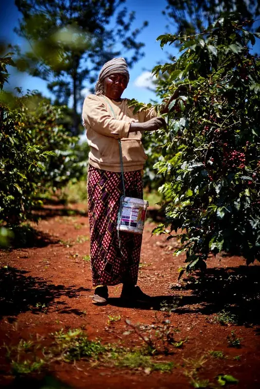 Kiangombe AA