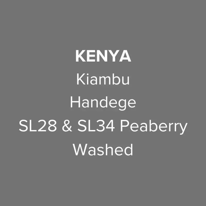 Kenya Kiambu Handege SL28 & SL34 Peaberry Washed
