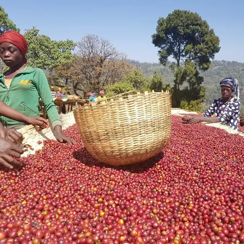 Etiopien Guji Hambela Decaf