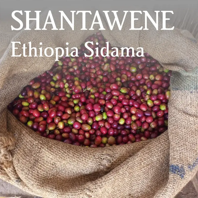 Ethiopia Sidama Shantawene