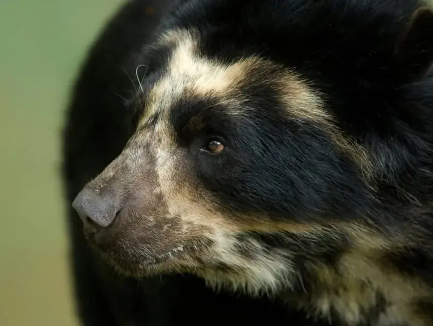 Peru El Oso Geisha