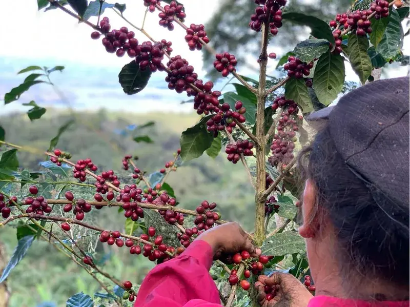 Nicaragua Finca San Jose Javanica