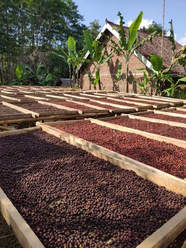 East Java Lactic Natural - Walida Cooperative