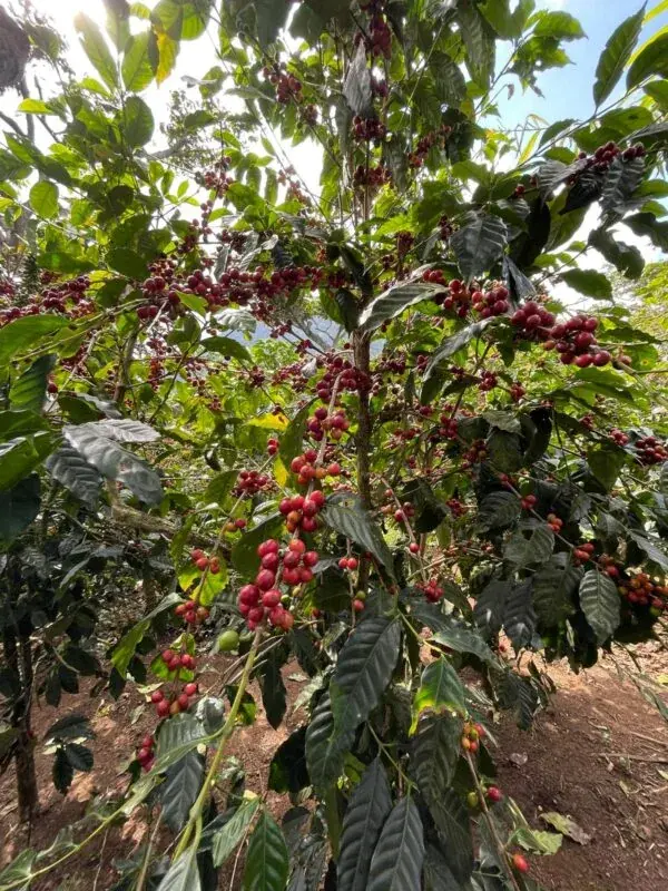Puerto Arturo
