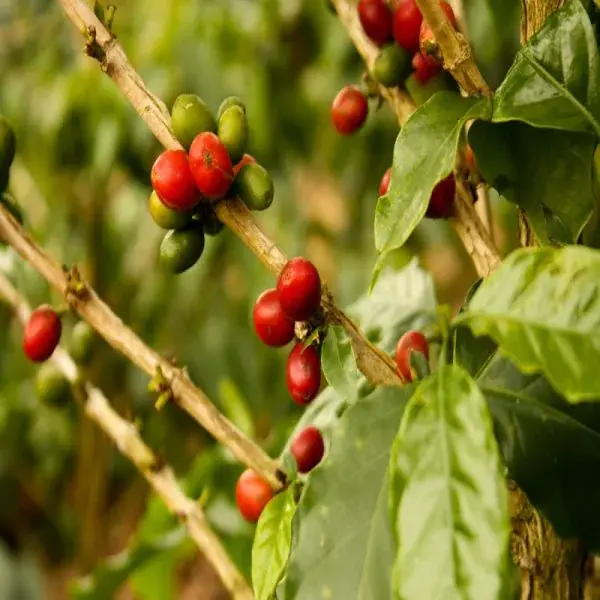Colombian Excelso Coffee