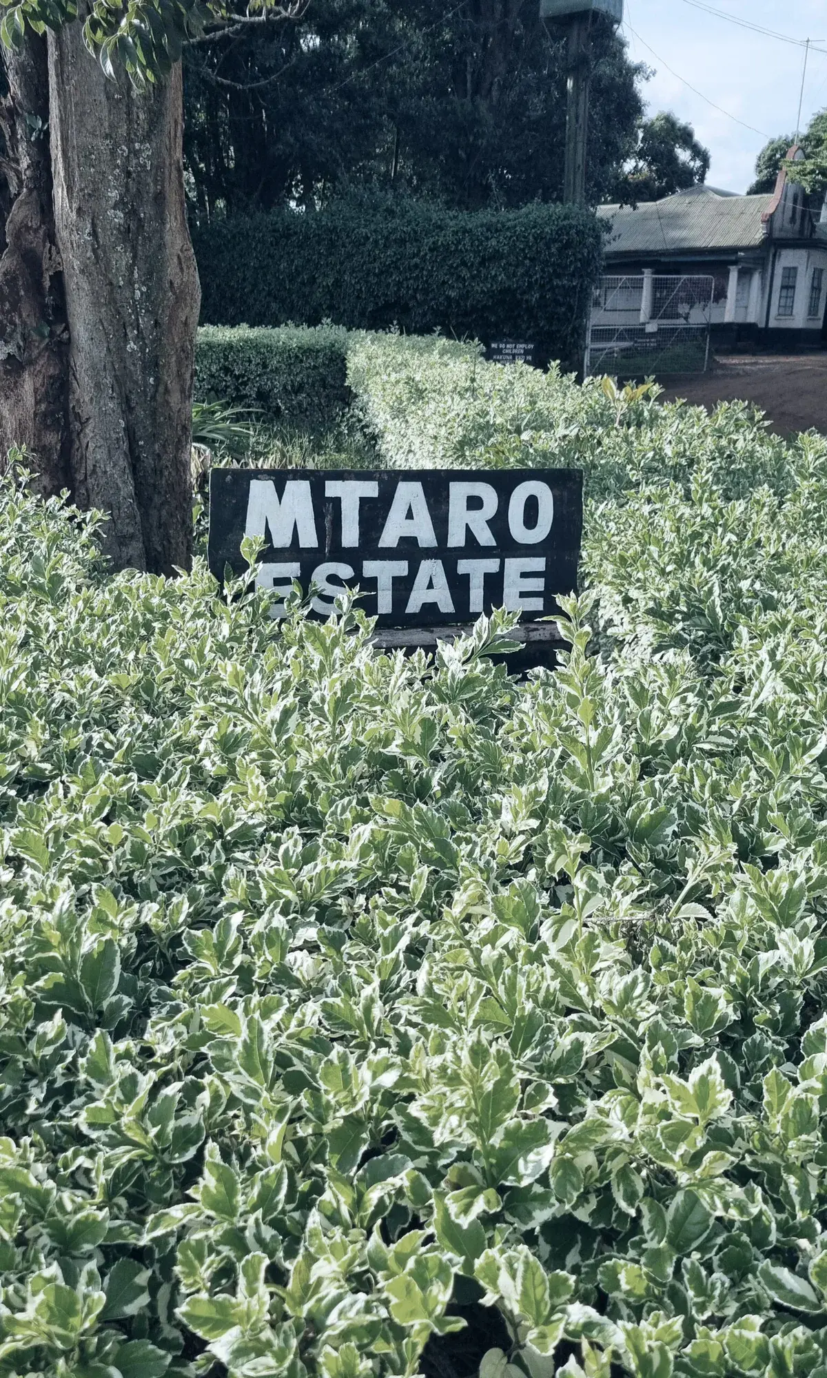 Mtaro