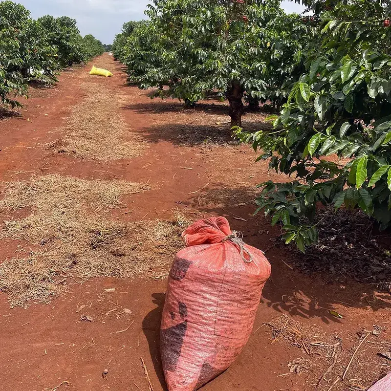 Kenya Kiriga Estate AA