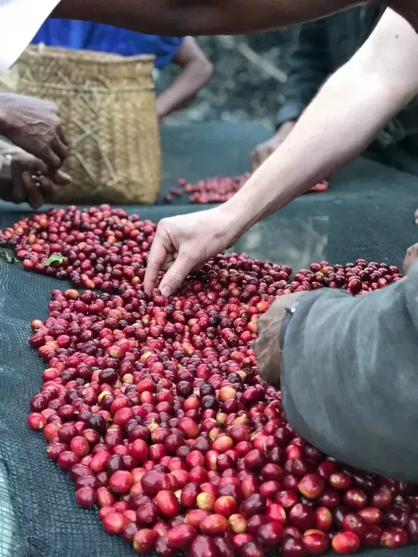 Timor Leste Samoro