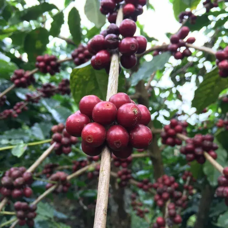 Kona Red Bourbon Anaerobic Washed