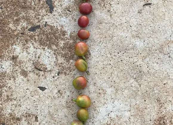 Espresso Blend