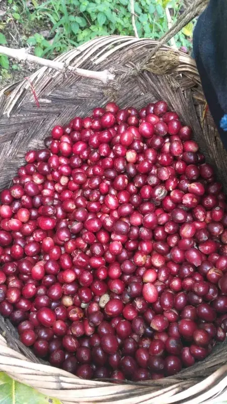 Tapir Andino Red Honey, Peru