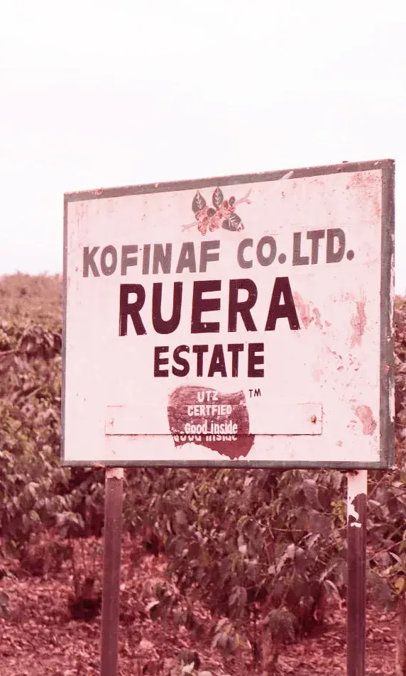 Ruera