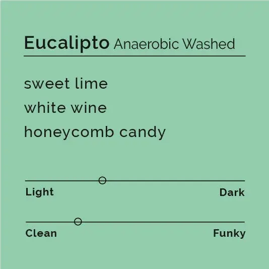 Eucalipto