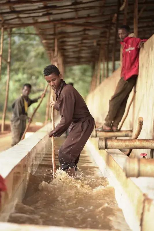Ethiopia Chelbesa