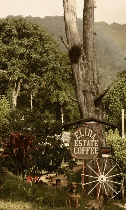 Elida