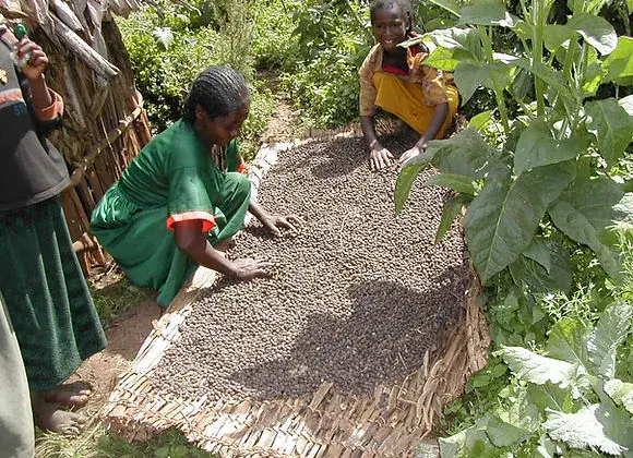 Ethiopian Sidamo