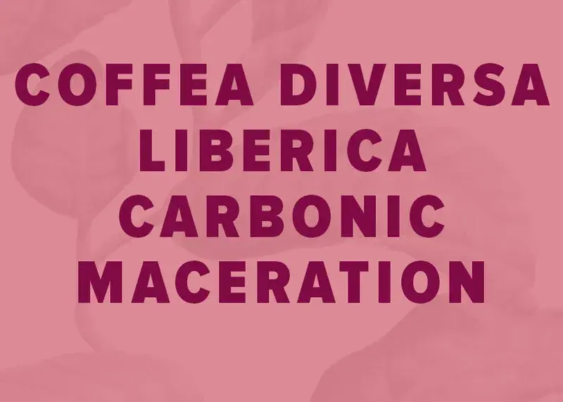 Coffea Diversa Liberica Carbonic Maceration
