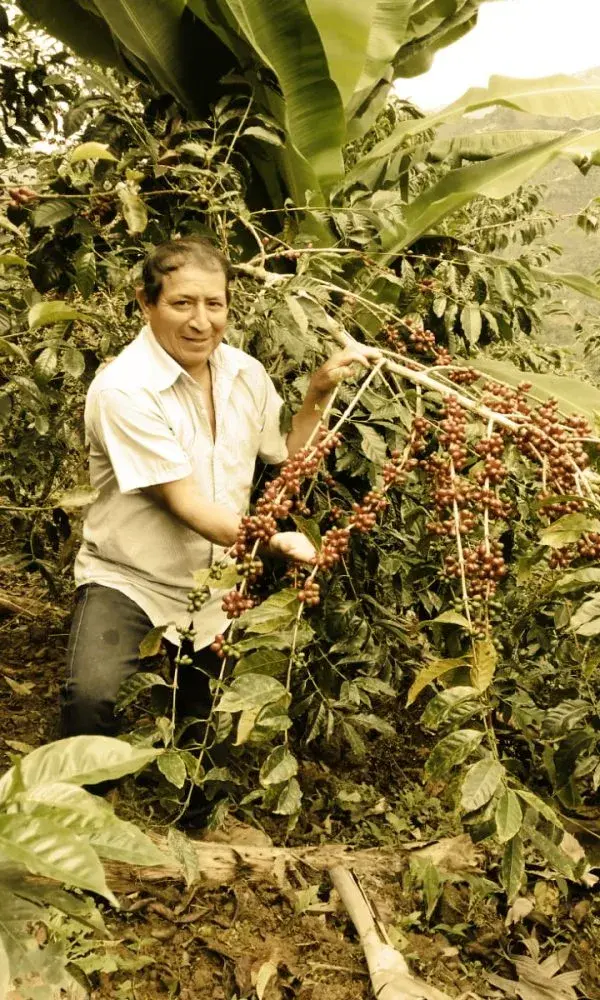 La Lucuma