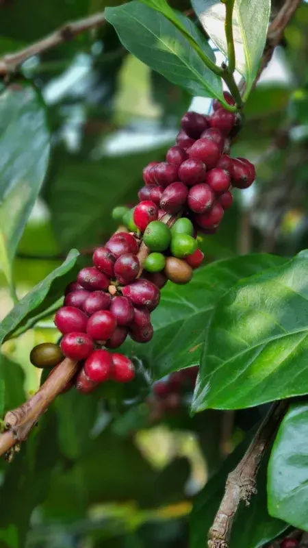 Vietnam Liberica Anaerobic Natural - Project 96b