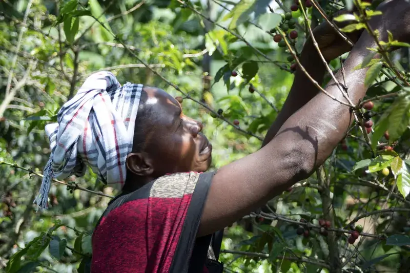 Amka, Kivu, Congo