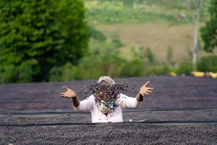 Ethiopia Natural Lalesa