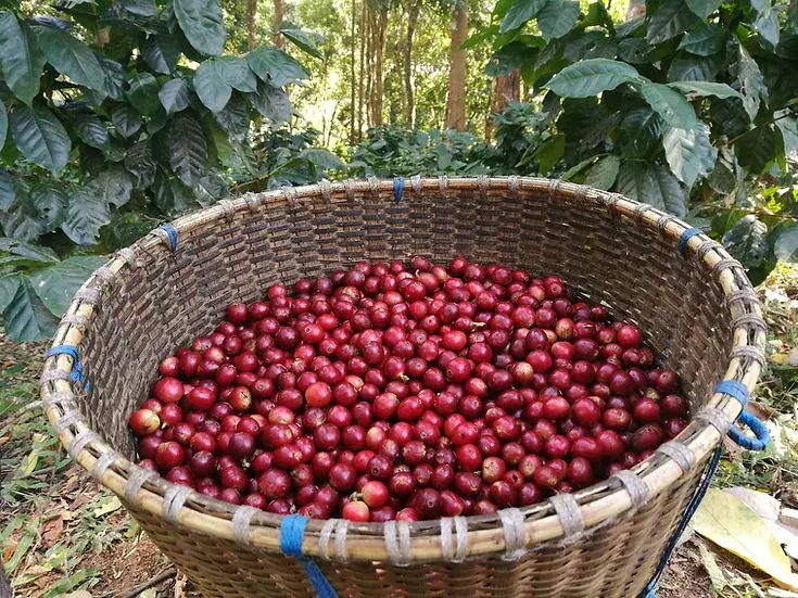 Brazil - Fazenda Paraiso