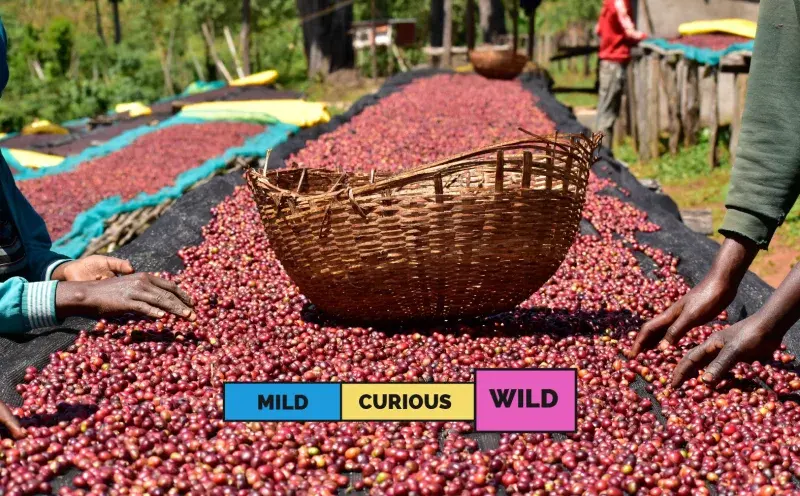 Ethiopia Kayon Mountain Heirloom Natural